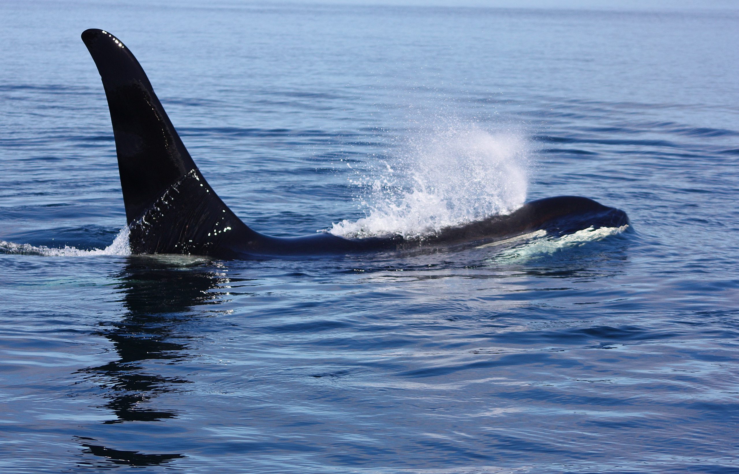 Orca dorsal fin above the water