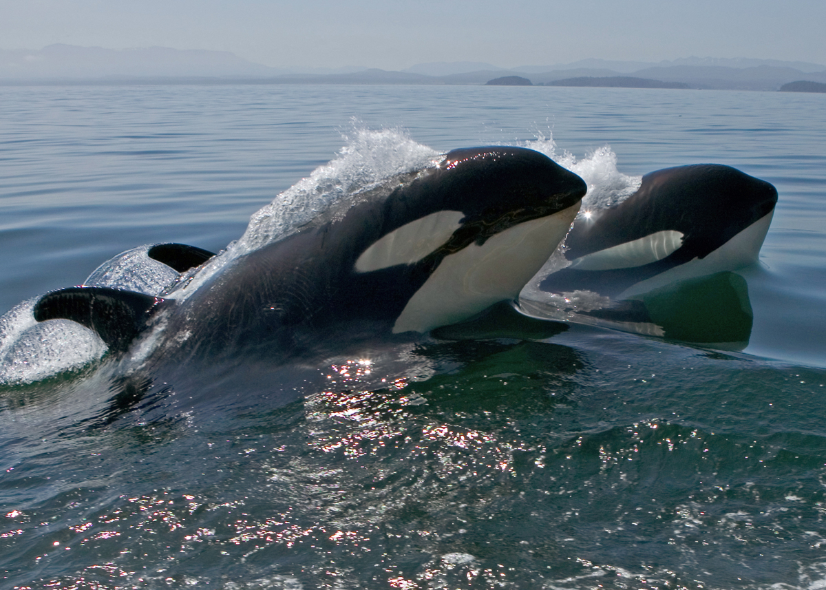 Orca surfacing near Port McNeill waters