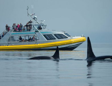 Naiad Explorer whale watching vessel near orcas