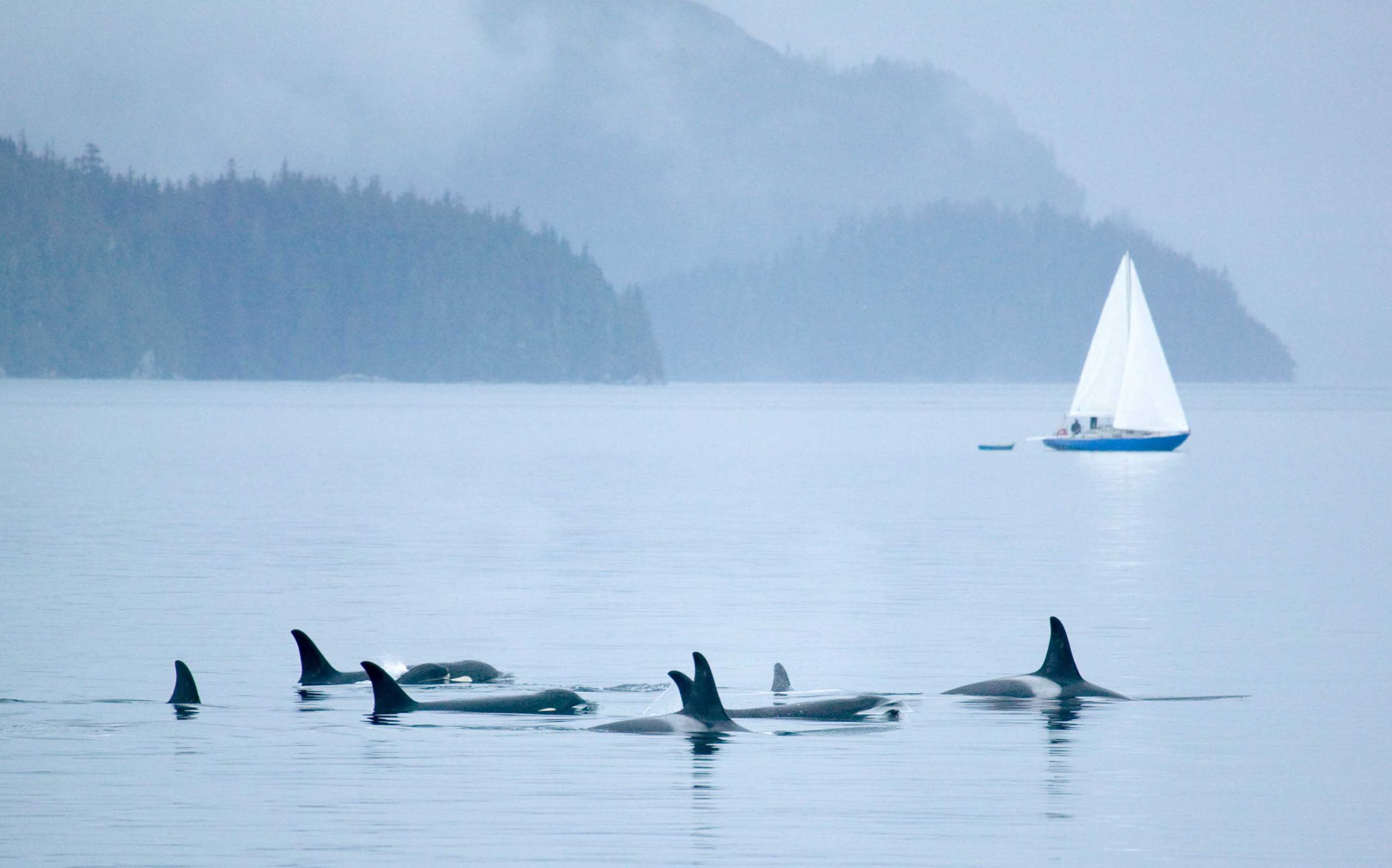 Killer whale dorsal fin near the surface